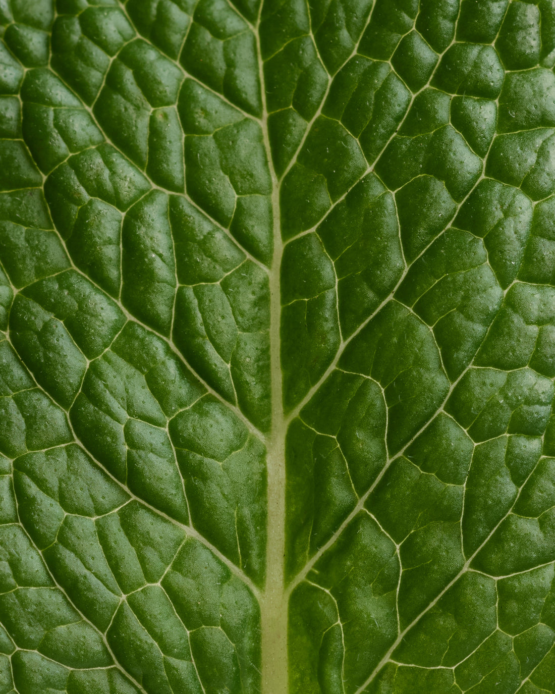 Kit Découverte Déodorant stick Menthe Eucalyptus